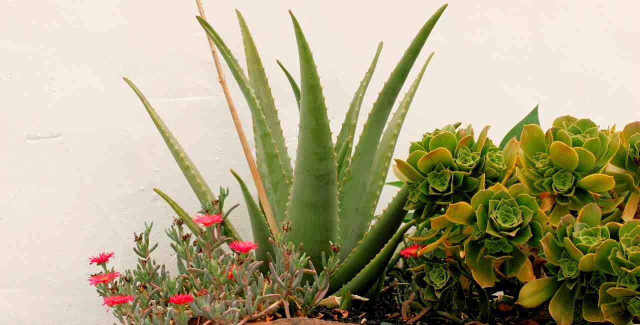 unterkunft_cocolingua_sprachschule_lanzarote_accommodation_slider-image-002